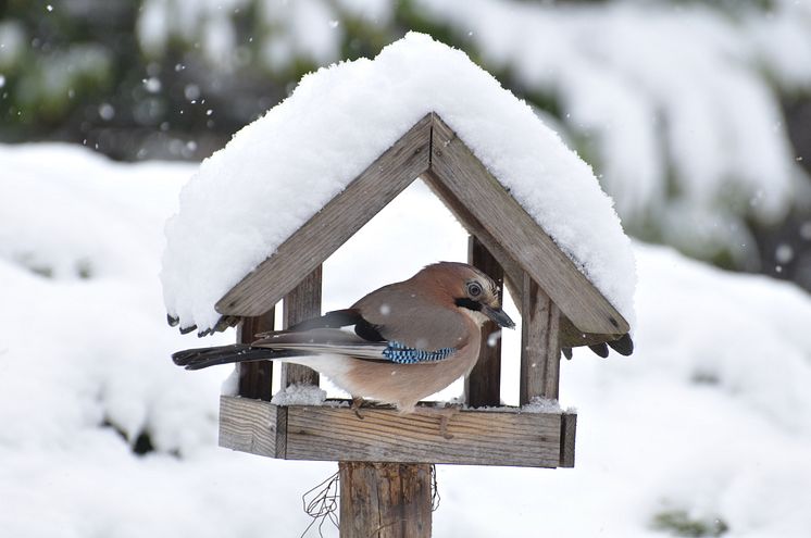 EichelhäheramFutterhaus_Naturschutzbund.jpg