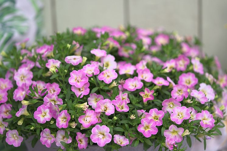 Småpetunia-Calibrachoa_FancyFrancy_Mood_2023