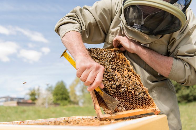 Biologisk mångfald, Akademiska Hus