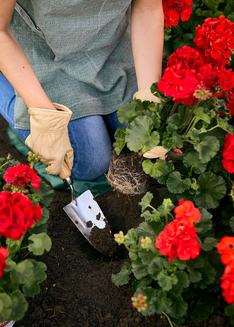 2022_Geraniums_1000_Plant_Joy_15