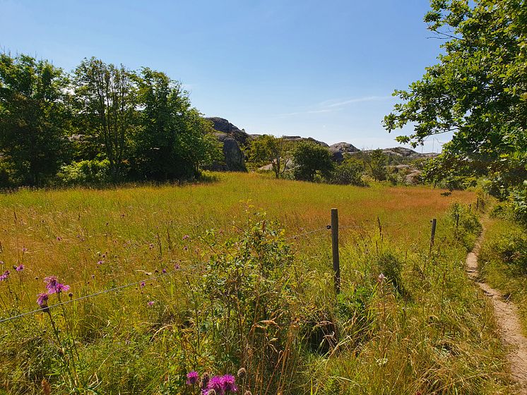 Gåseviks naturreservat