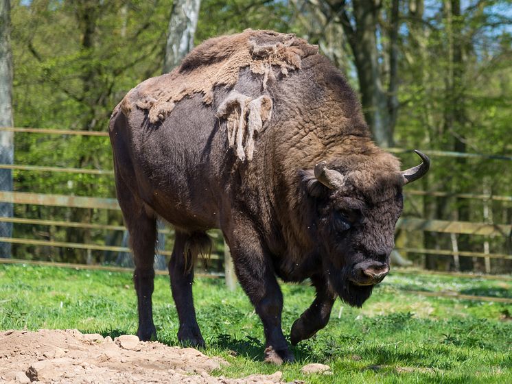 Visenttjur i Skånes Djurpark