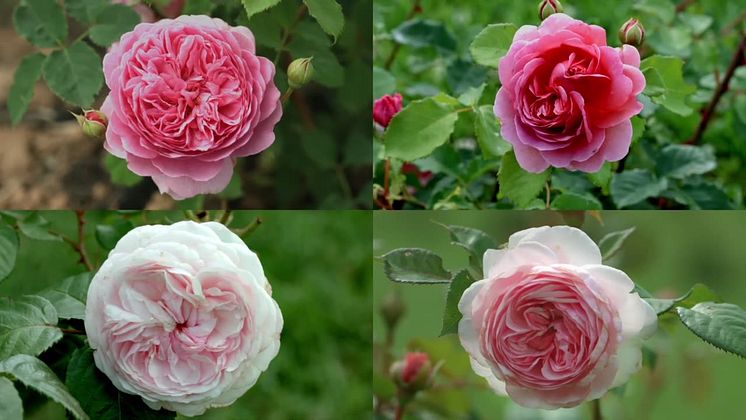  Rosen symboliserer kærlighed - Det samme gør vores British Rose serie. 