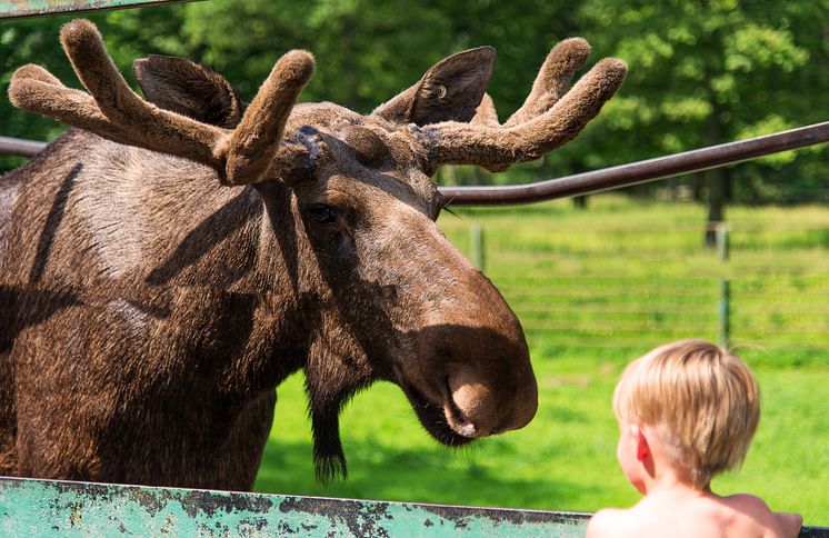 älg och pojke