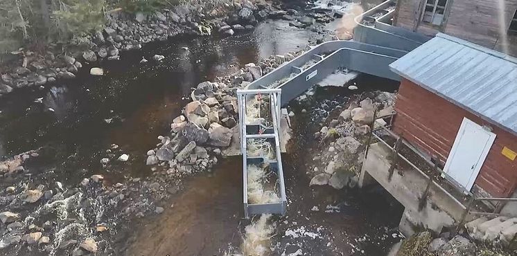 Ny uppfinning med flexibel fisketrappa i Storforsen 