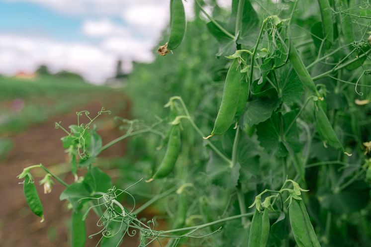 51882598-locally-grown-green-pea-in-organic-garden 16_9