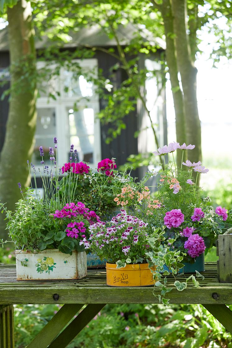 Pelargoner till Mors Dag