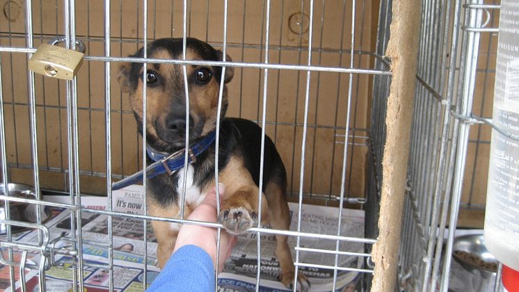 Hund i dog pound, skulle avlivas men har nu fått hem på Lidingö