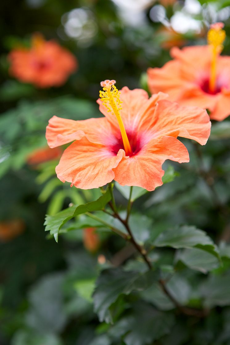 Hibiskus