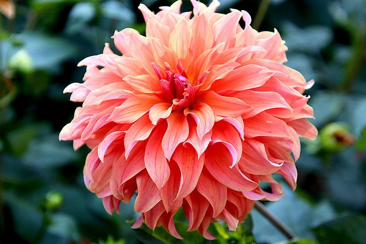 Dahlia Fairway Spur.jpg