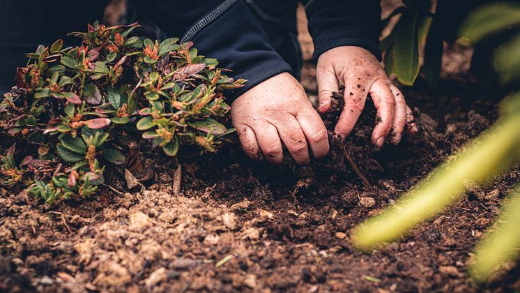 Plantering