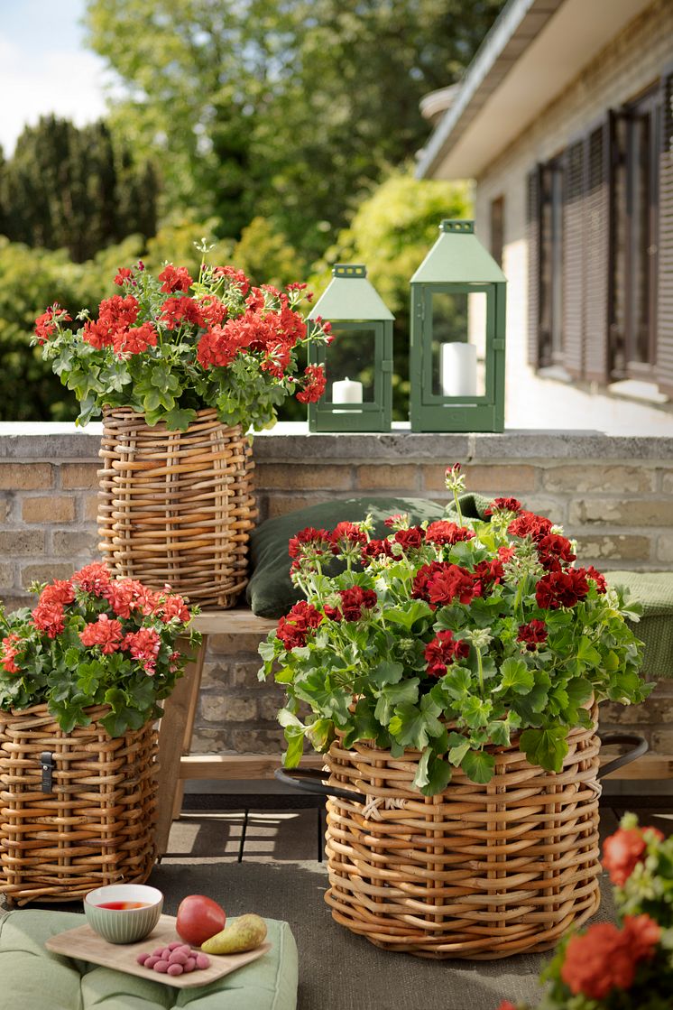 Pelargoner_2020_grönahem