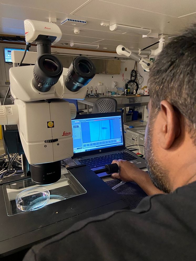 Kanchana B taking microscopy images of calanus Photo Chathumini Kiel.jpg