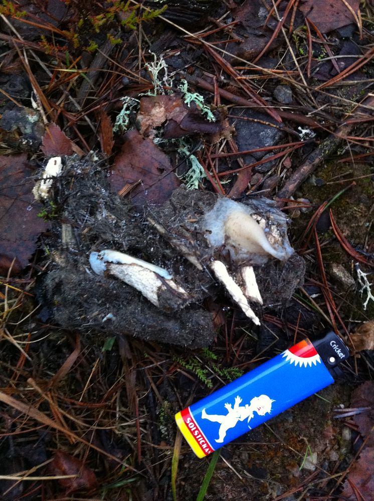 Vargspillning med ben