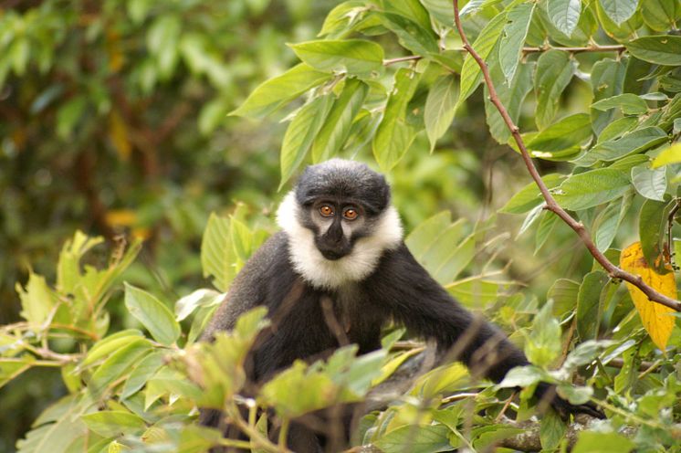 Allochrocebus lhoesti 