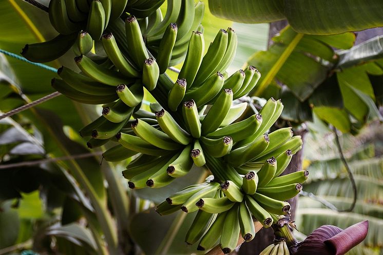 bananas-8216891_1280