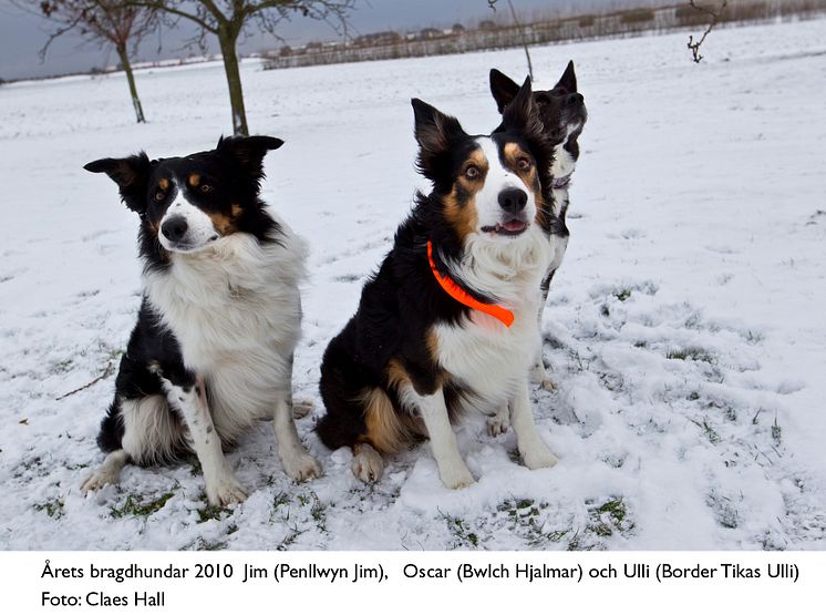 Trio blev Årets Bragdhundar