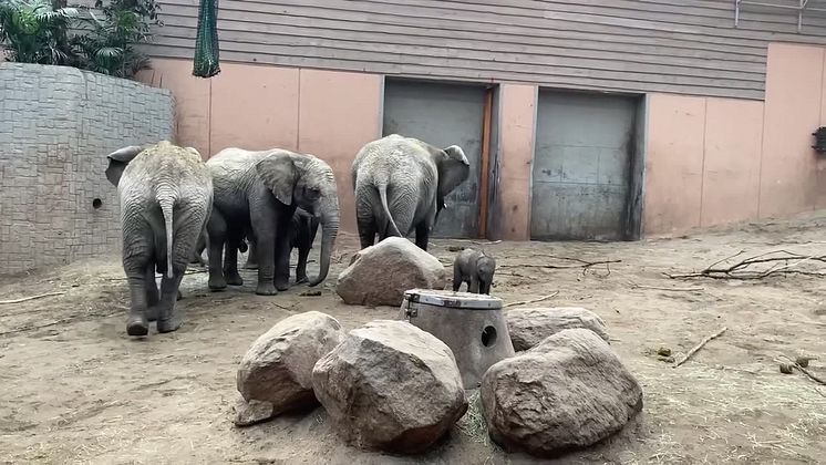 Dubbel påskglädje för unik elefantgrupp i Borås Djurpark!