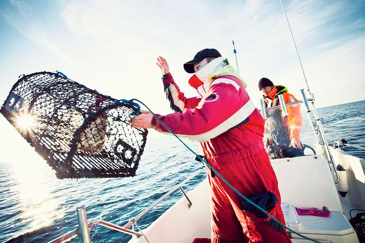 ​Snart start för årets hummerfiske