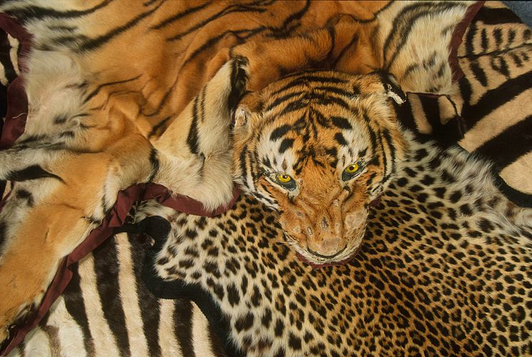 En souvenir för livet - Skinn från tiger och andra djur konfiskerade på Heathrow Airport