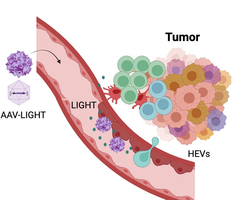 AAV-LIGHT-terapi 