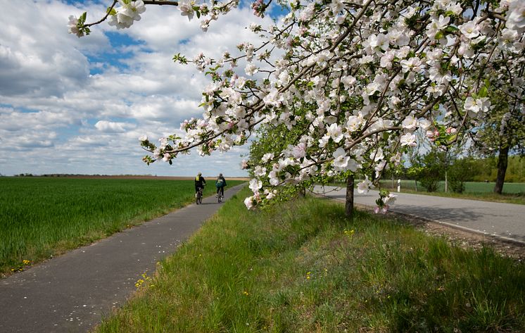 Radweg im_Fruehling_TMB_Fotoarchiv-Steffen_Lehmann