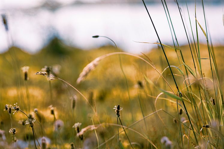 Kusthotellet Styrsö 
