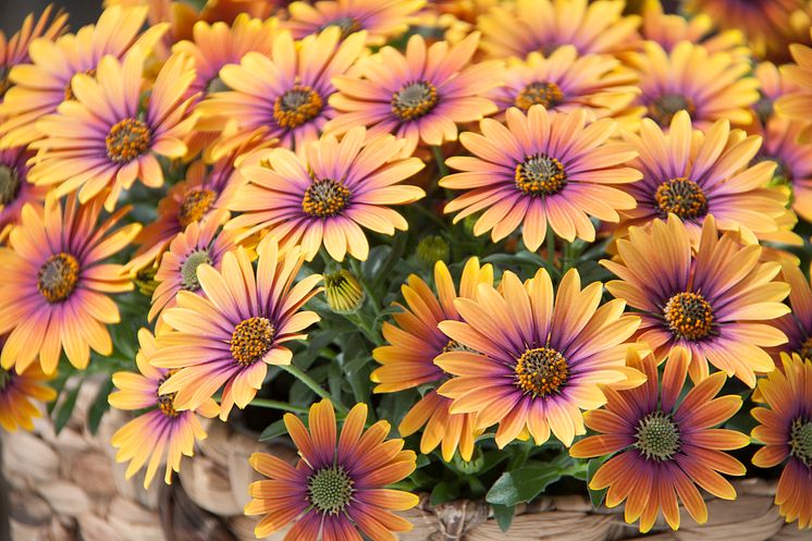 Stjärnöga, Osteospermum ecklonis Purple Sun