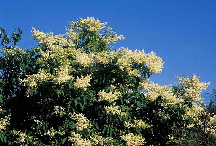 Ligustersyren Syringa reticulata ENSKEDE E