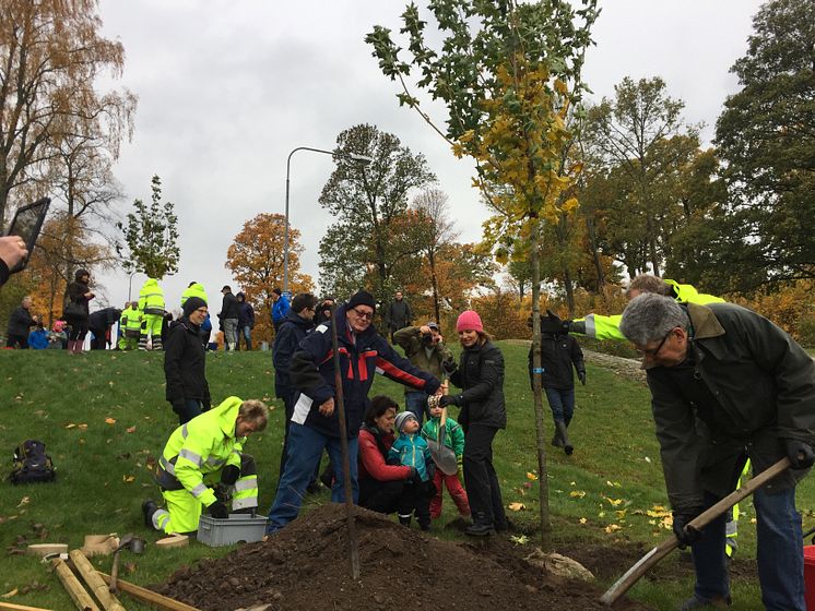 Trädplantering lockar gammal och ung