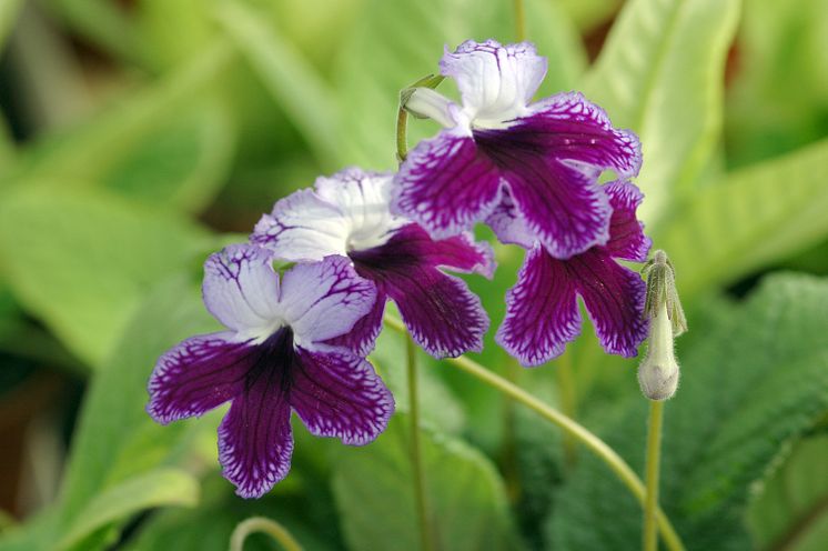 Streptocarpus Käthie