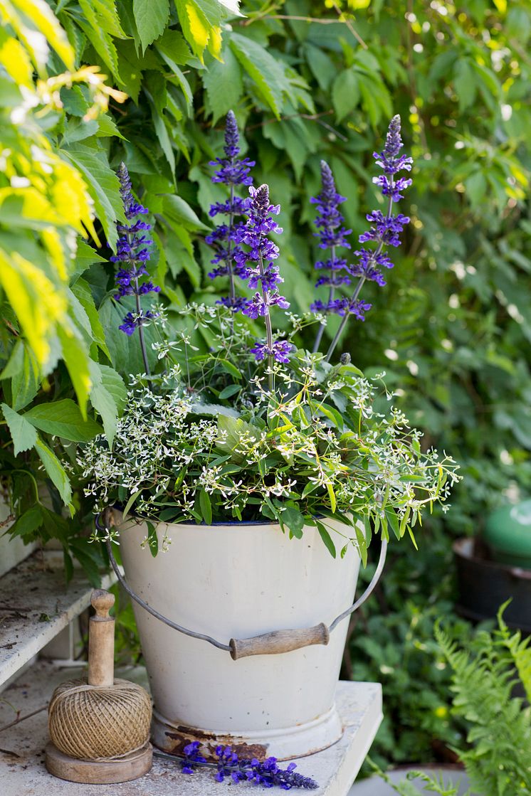 Årets Sommarblomma 2016, Stor Daggsalvia