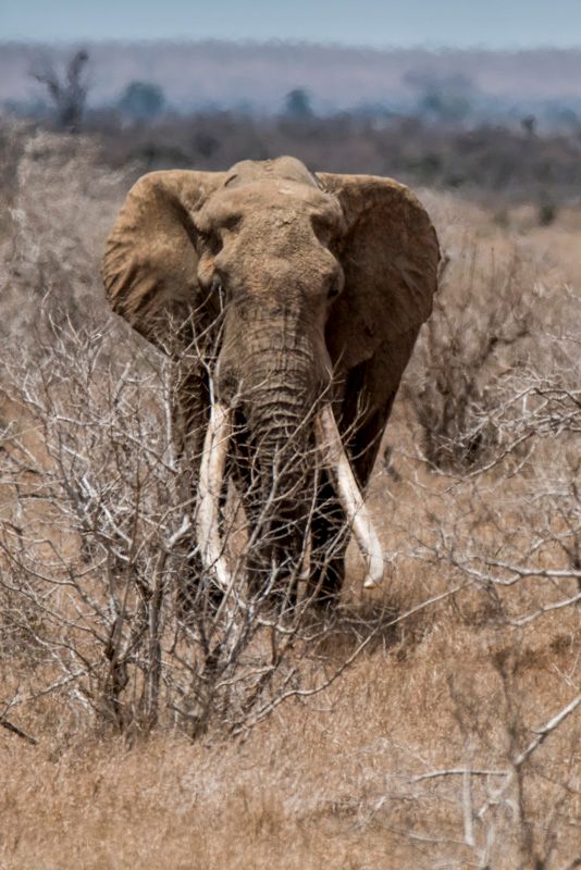 Elefant med stora betar, Tsavo nationalpark, Kenya