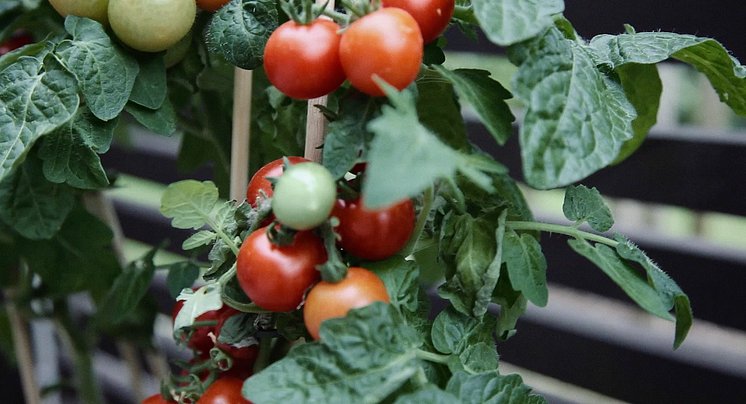 Tomatplanta - plantera om