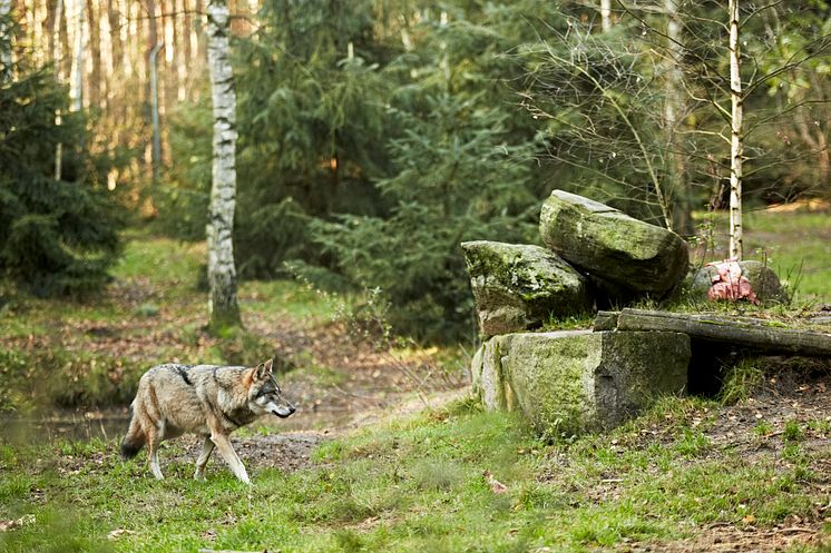 Wildpark Schorfheide  