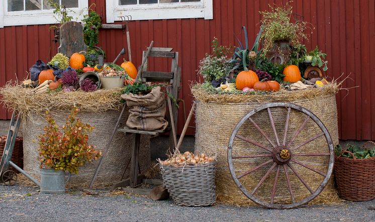 Välbesökt Skördefest på Tjolöholms Slott