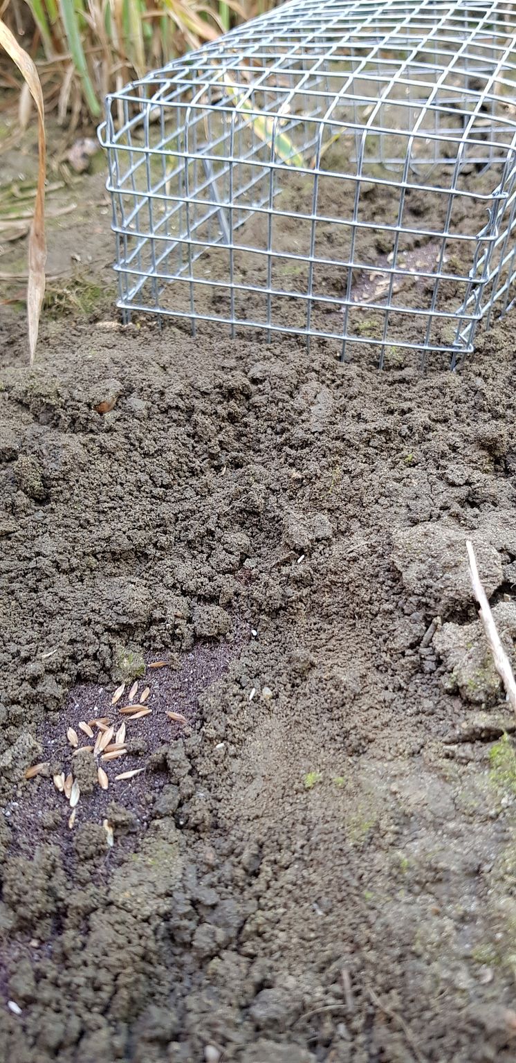 Seed pads.jpg