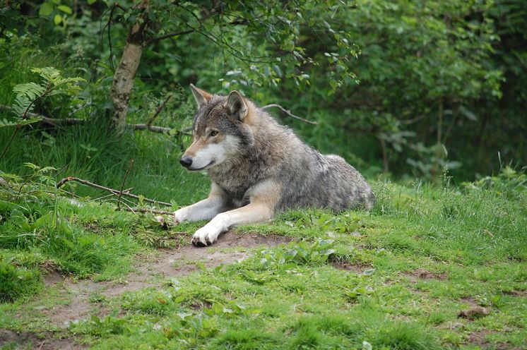 Manvarg på Nordens Ark