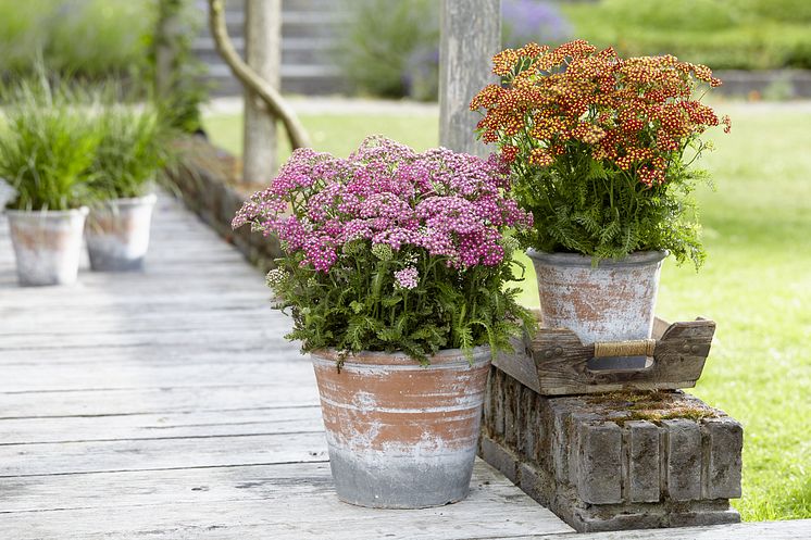 Röllekor, Achillea millefolium 'Milly Rock Red'  &  'Milly Rock Rose' nyheter 2021