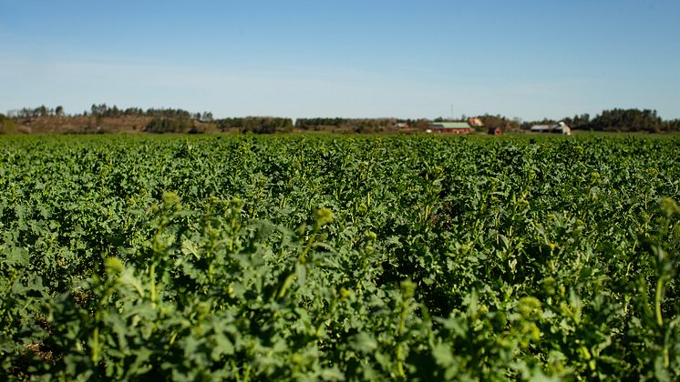 Närbild rapsåker med lantbruksbyggnader i bakgrunden.