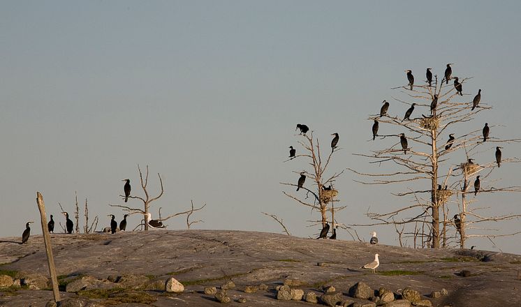 Skarven bekymmer för fiskare