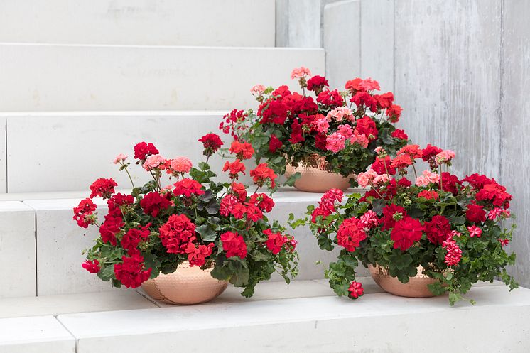 Pelargoner på trappen