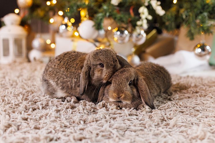 Tiere sind kein Weihnachtsgeschenk.jpg