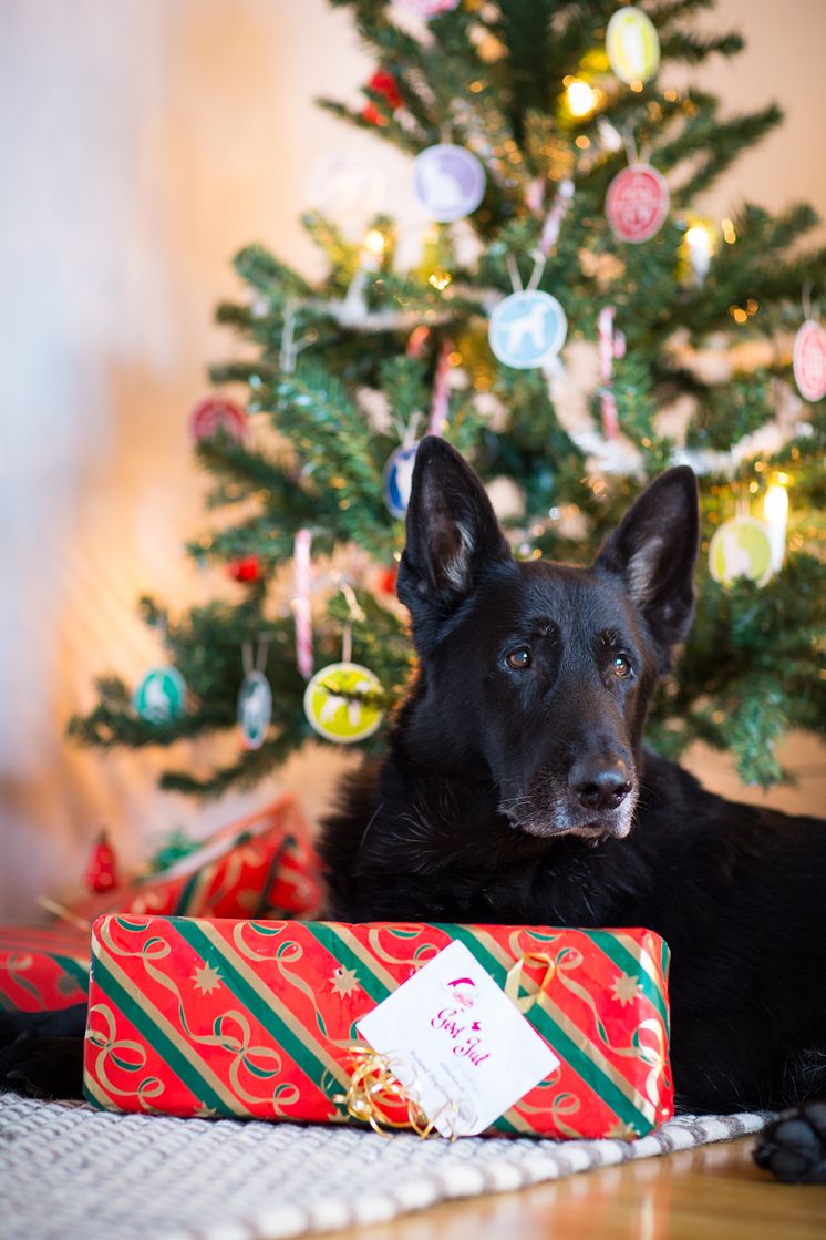 Hund med julklapp