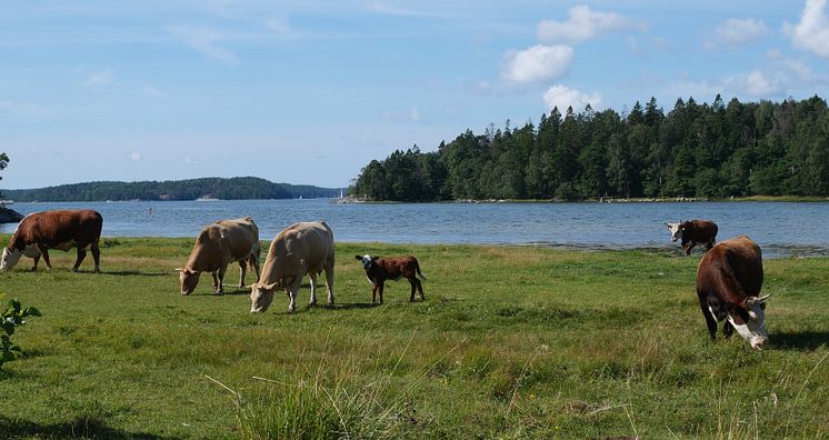Sandemars naturreservat.JPG