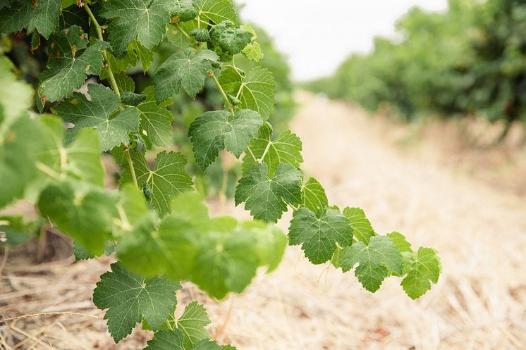 Beitragsbild_Viniculture.jpg