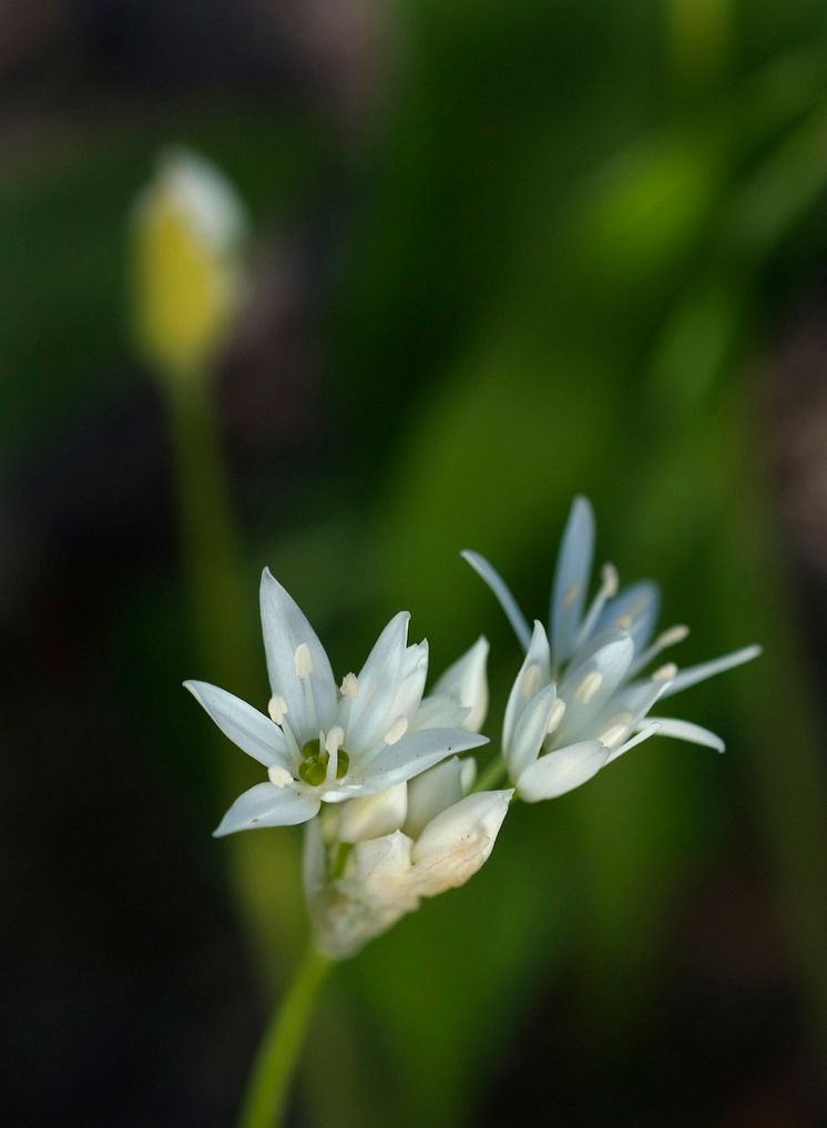 Ramslök Allium ursinum 