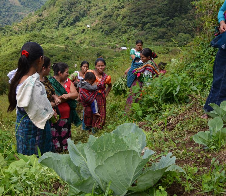 Bygdekvinner i Guatemala