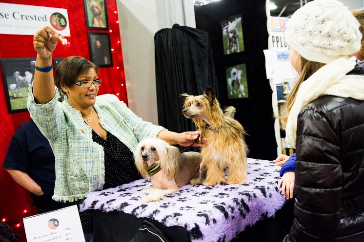 Rasklubbstorget på MyDOG 2014