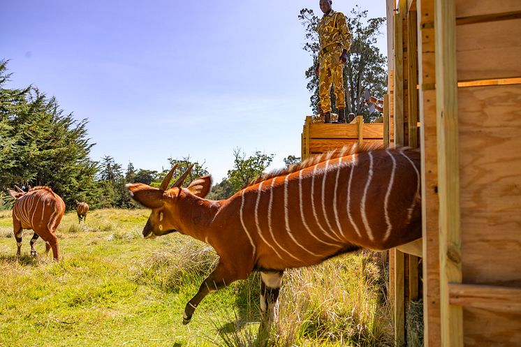 Mountain Bongo Translocation_2.jpg